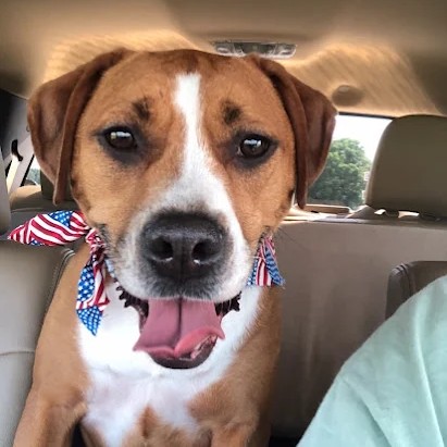 A happy brown and white dog smiling in a car
