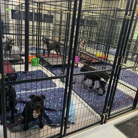 Multiple clean kennel runs inside the facility