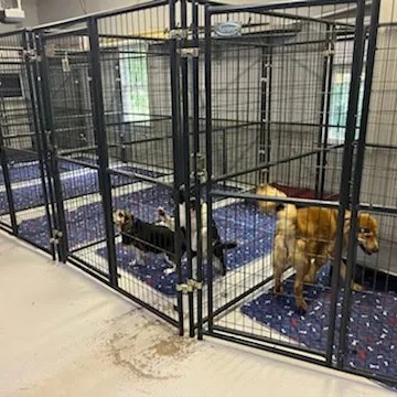 A dog resting in a clean kennel run