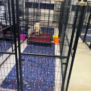 A spacious individual kennel run