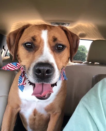 A happy brown and white dog smiling in the back seat of a car, wearing patriotic bandanas