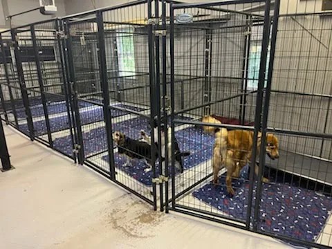 Dogs walking in clean, spacious climate-controlled kennel runs