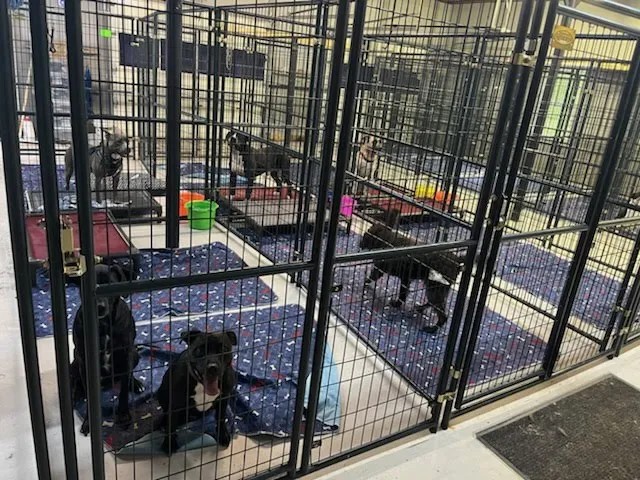 Interior view of Scouts Kennel Club showing multiple clean, spacious kennel runs with comfortable bedding